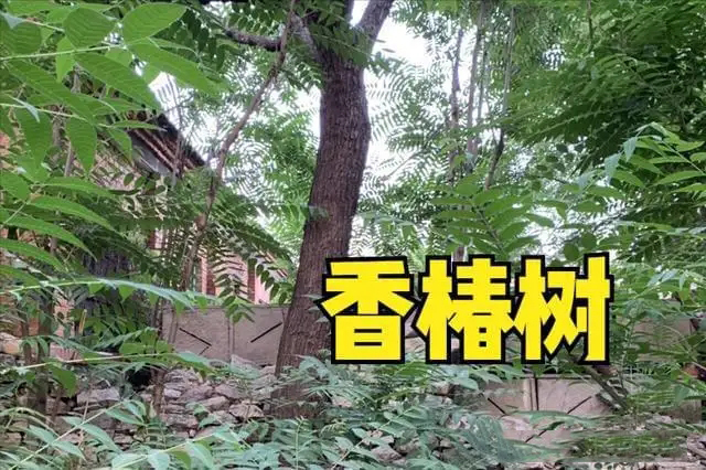 “不怕有蛇进家门，就怕香椿高过房”什么意思？