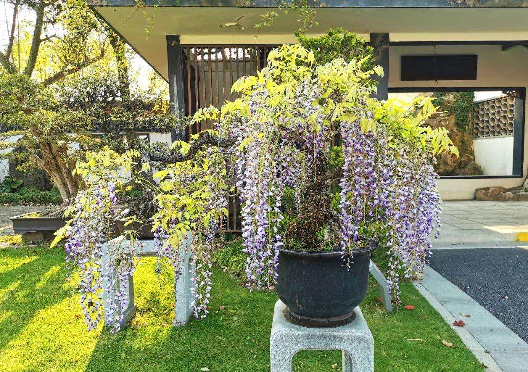 7种富贵花,都是"老寿星",养成大花树,聚财又旺家