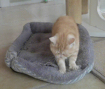 我可是拥有“三岁画老”天赋的小猫咪