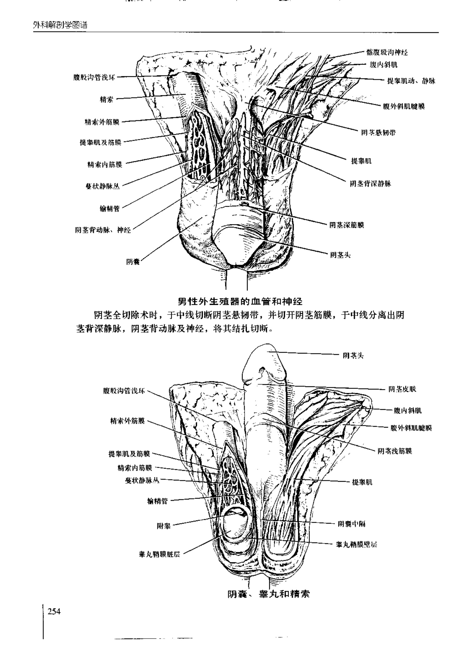 人体内脏位置图(图示集‖外科解剖学图谱(8-5)盆部)