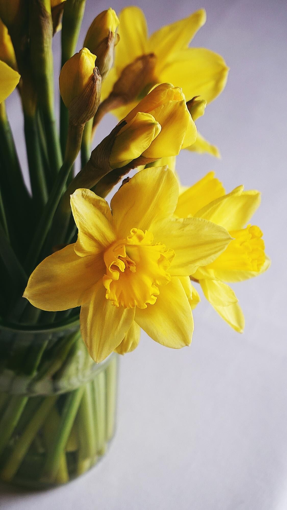 而二十四番花信风中,也有这样的仙子,即小寒三候的水仙,别名凌波仙子