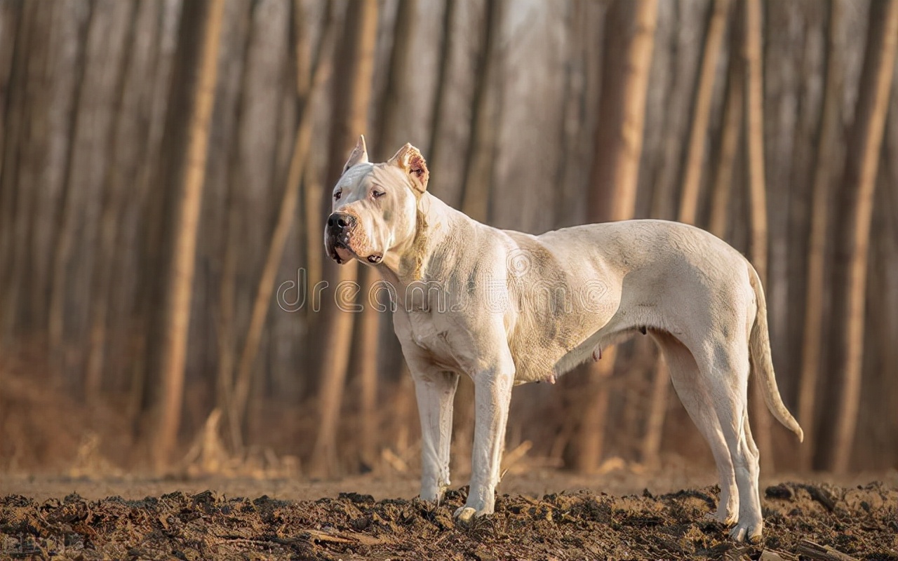 美洲狮vs杜高犬，谁才是美洲大陆上的最强王者？