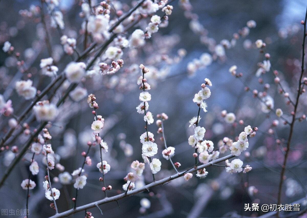 早冬别致梅花宋诗七首：涧头一树小春梅，小春枝上含珠颗