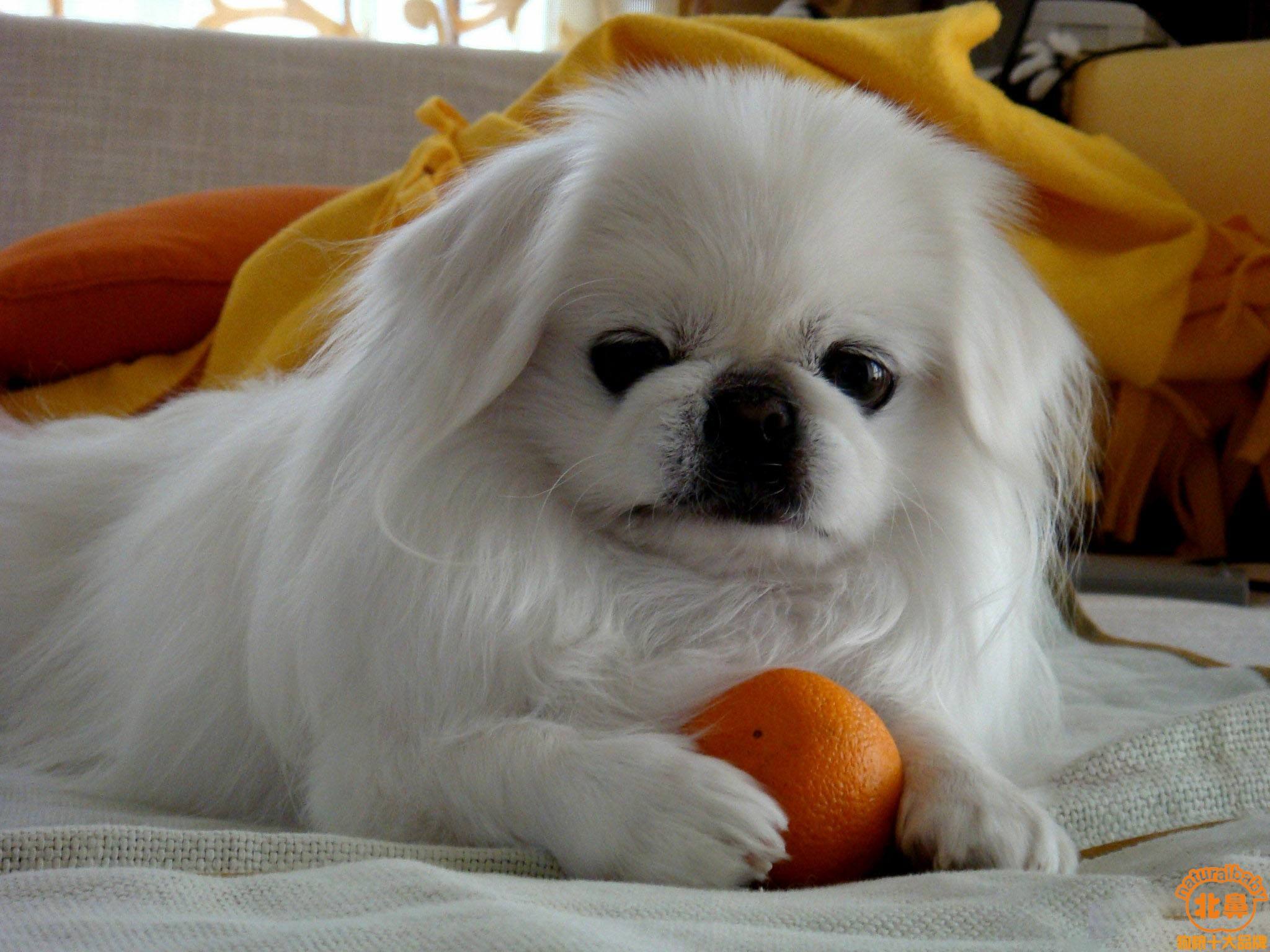 北京犬通称京巴犬,又称中国狮子狗,宫廷狮子狗等