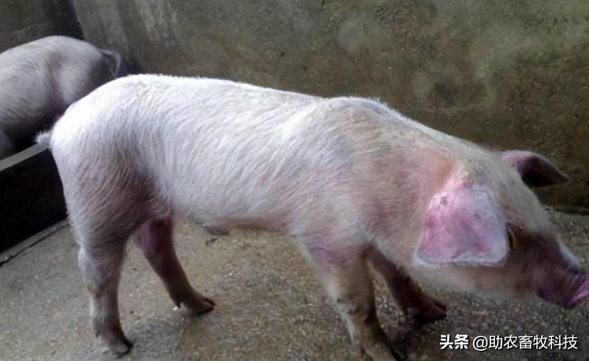 疑似非瘟在各地再現(xiàn)豬場(chǎng)損失大，可通過(guò)“拔牙”+中草藥進(jìn)行凈化