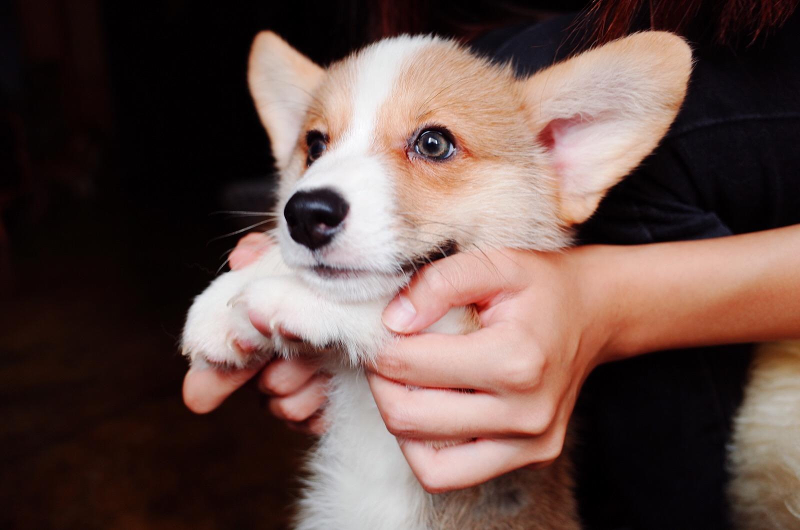 “柯基犬”纯不纯，主要看这几点，很多人都买到串的了