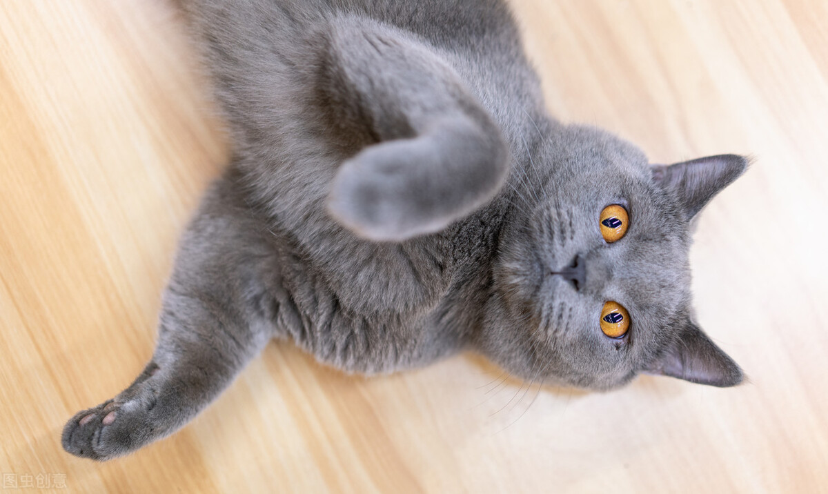 猫界颜值排行榜，究竟谁是猫界的天花板？