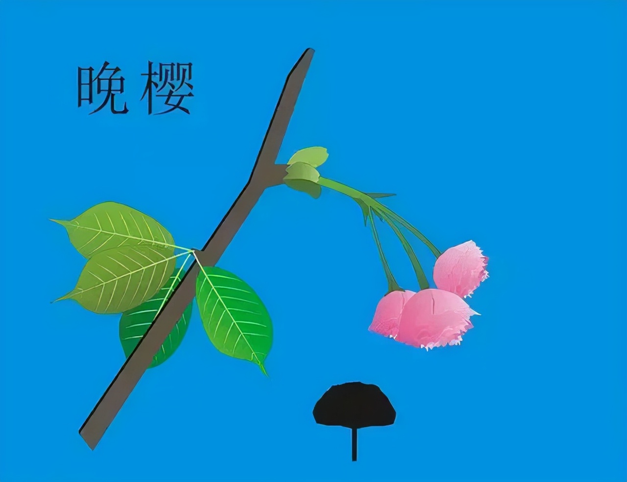 又到了樱梅桃李梨杏海棠……盛开的季节！脸盲吗？看这个