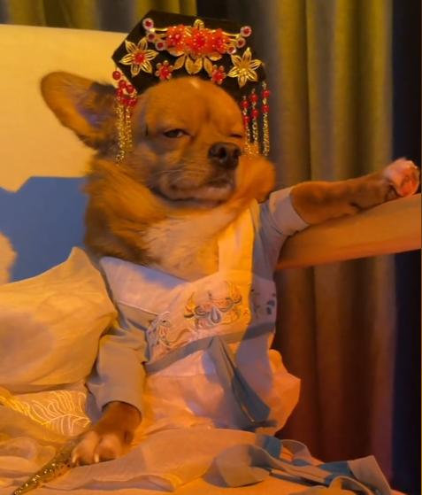 柯铭:一人四狗圈粉千万,戏精狗狗模仿甄嬛,上演狗界宫斗大戏