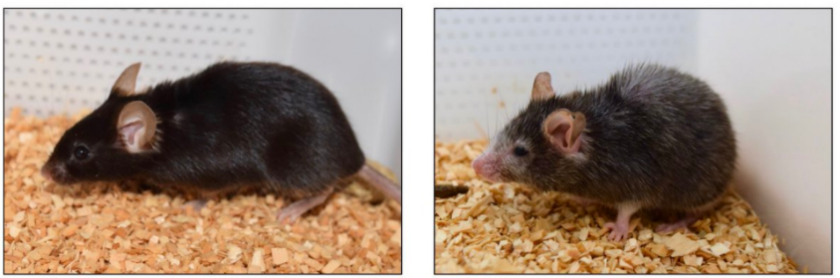 史无前例！哈佛、梅奥两大逆转衰老技术联合，瑞维拓4代引发疯抢