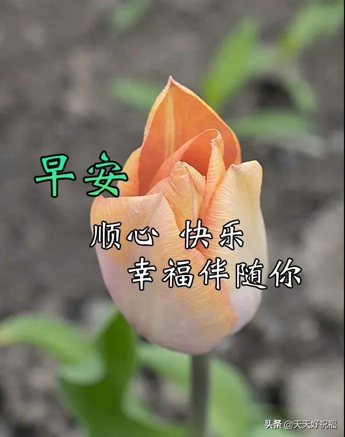 创意唯美早上好祝福语图片大全免打字 春日清晨早安问候语图片文字