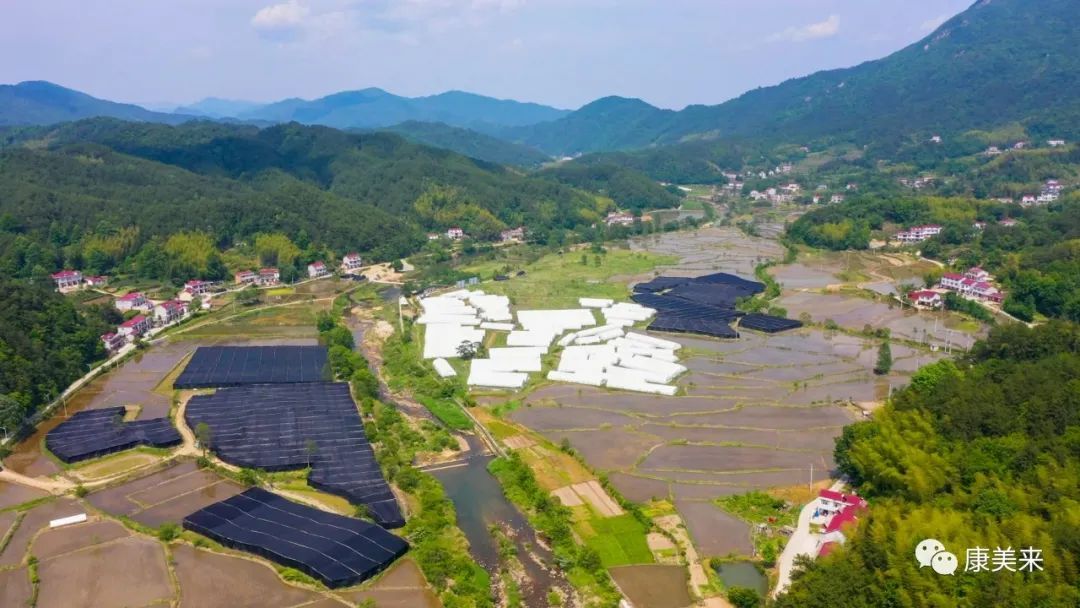 2022康美来大别山灵芝基地实地探访