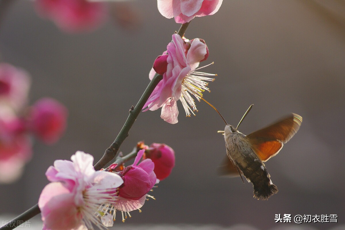 每句都有“春”字的古诗词五首：春雨春花放，春风春柳长