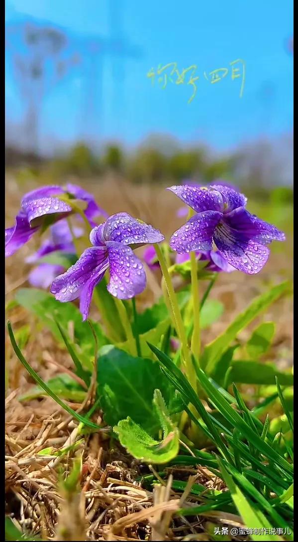 静赏花开花落，是一种随缘的自在