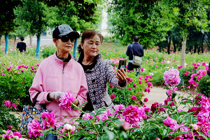 牡丹 未谢幕 芍药己盛开