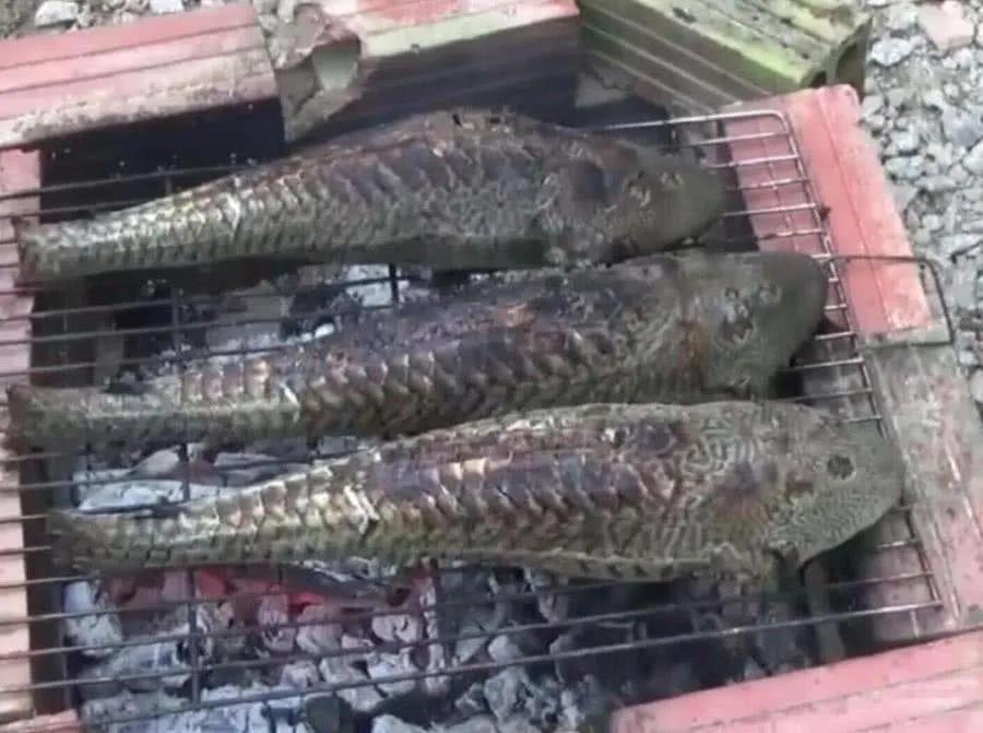 吃魚屎的魚,吃魚屎的魚哪種最好