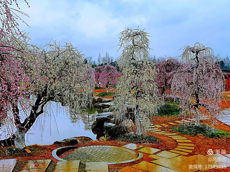烟雨蒙蒙问花村 作者：武术兰