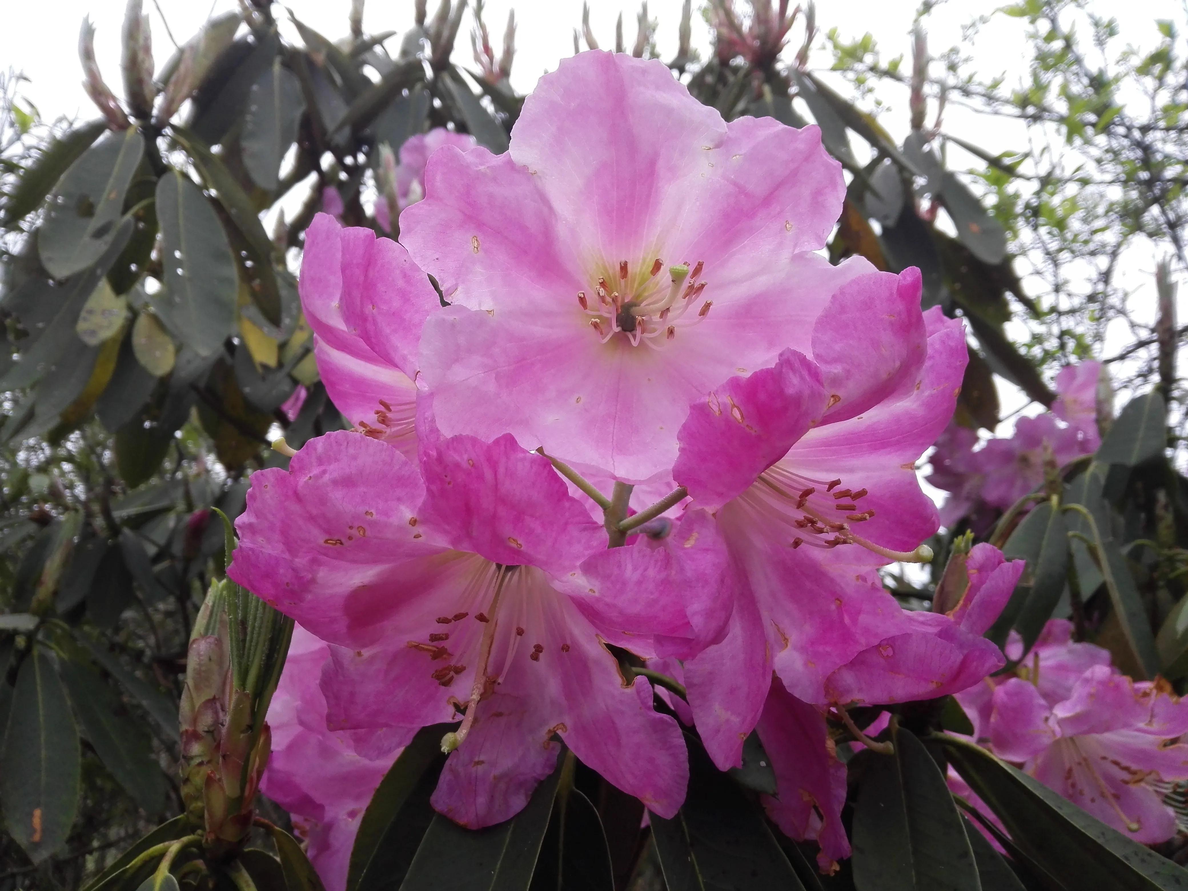 杜鹃花十大品种排名(最名贵的杜鹃花的品种介绍) | 百科优化网