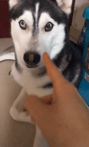 这些狗狗都是"行走的表情包",你家狗狗也在其中?