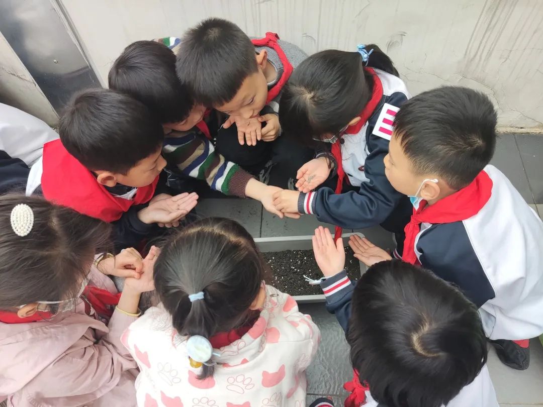 成都高新区朝阳小学开展“节气深耕·清明节气”主题活动