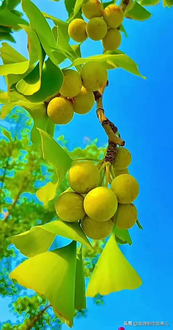 果子成熟的优美句子_晶羽文学网