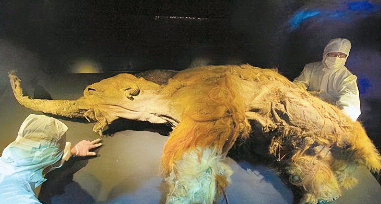 加拿大北部凍土帶內(nèi)：發(fā)現(xiàn)4萬年前的動物遺骸，人類該警惕了嗎