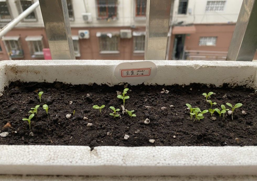 生菜的种植方法和时间（在家种生菜只需这三步就可）