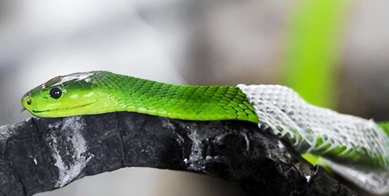 500年的大蛇真能化蛟?"长江走蛟"是咋回事?