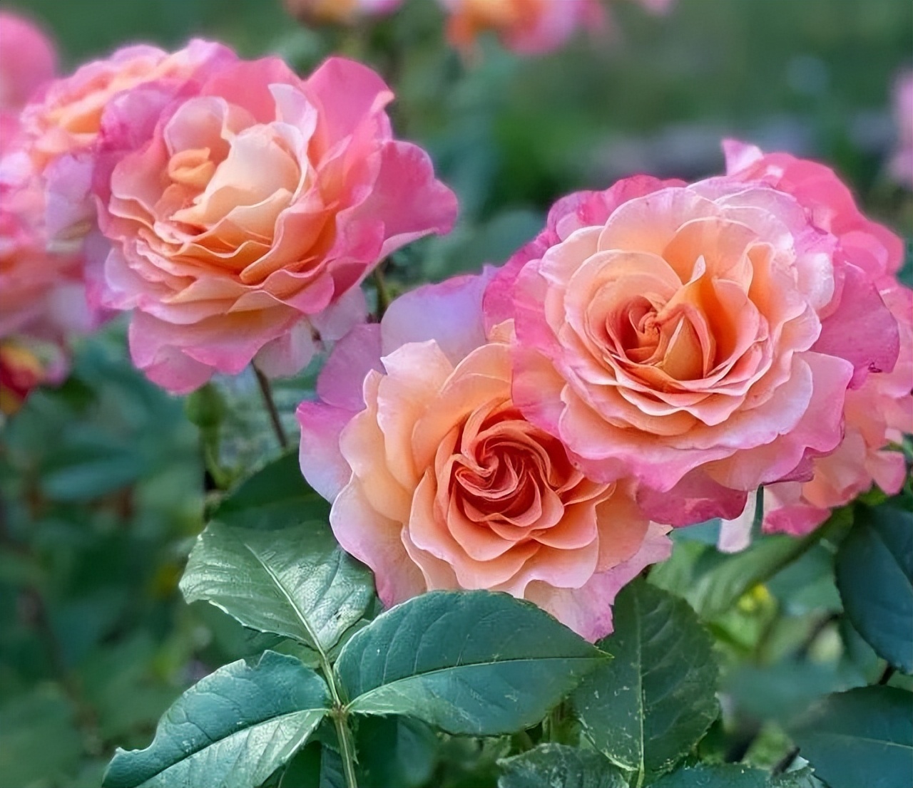 最美的极品月季花品种(盘点十二种颜值爆表的大花月季)