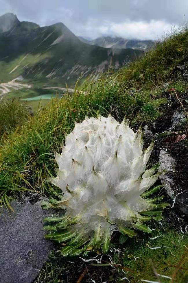 花朵美圖|聖潔的天山雪蓮花,北國最早報春的冰凌花合集55張