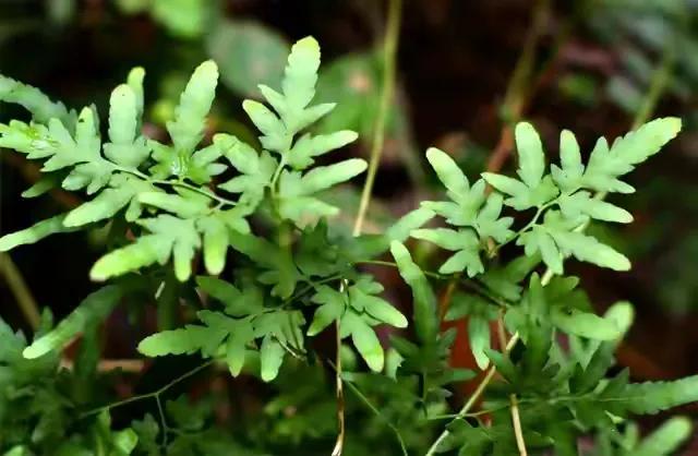 生发草叫什么生发草的学名是什么