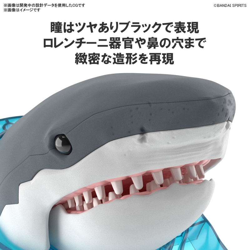 模玩资讯：BANDAI SPIRITS「探索实验室自然 大白鲨」组装模型