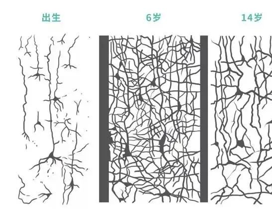 互联网改变人类的大脑？读《浅薄：互联网如何毒化了我们的大脑》