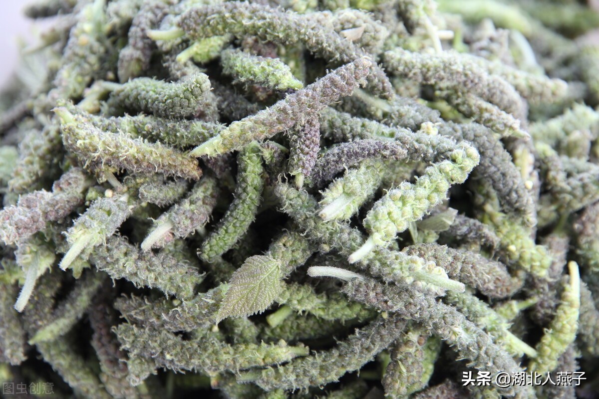 立春挖野菜,送你49种野菜图片,教你轻松识别各种野菜,记得收藏