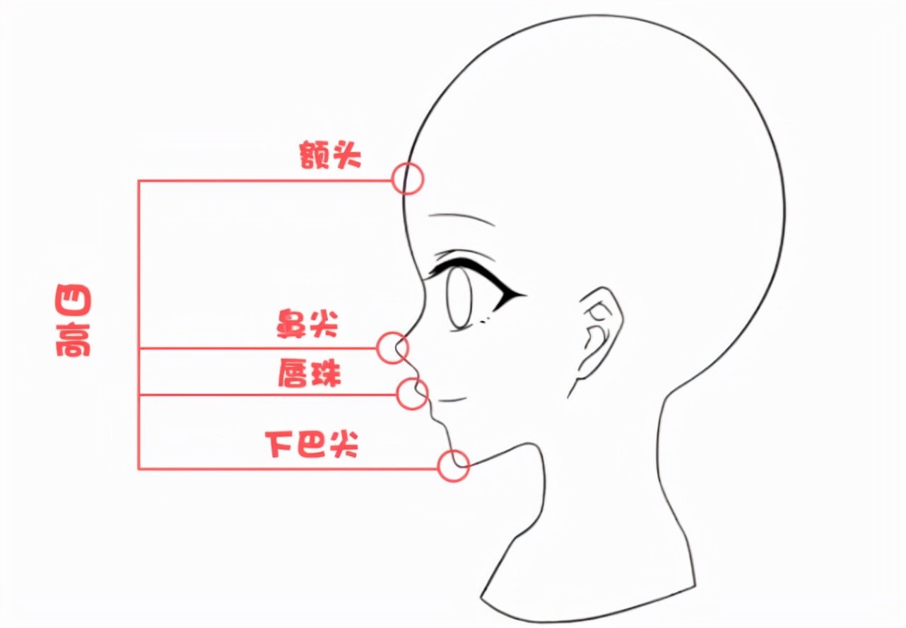 侧脸三庭五眼怎么画图片