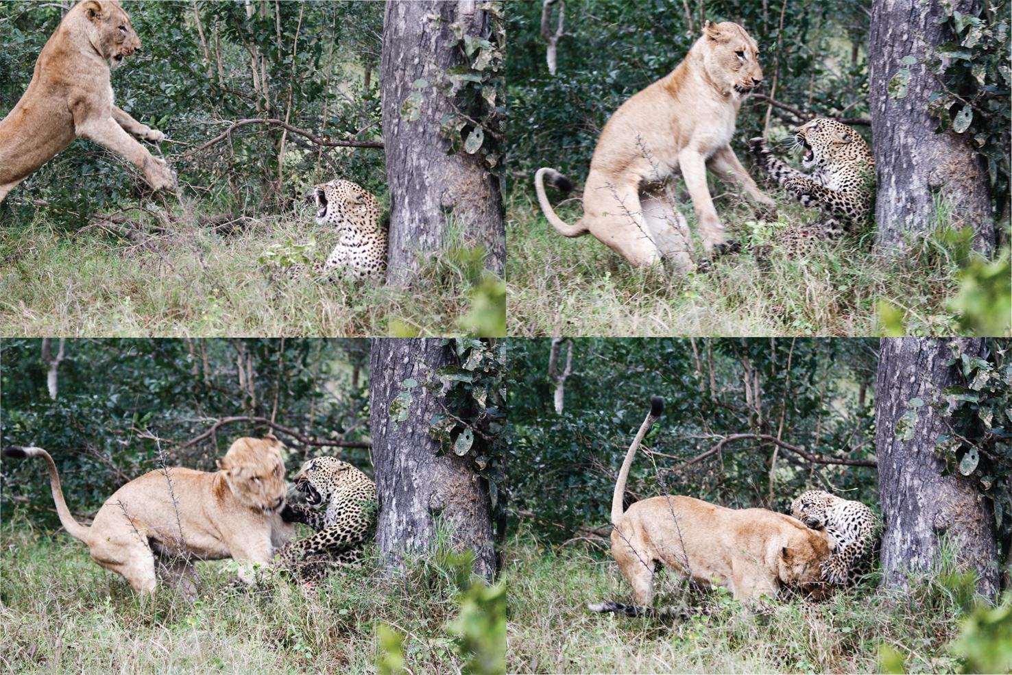 狮子图片(近四分之一的豹子命丧狮口) - 赤虎壹号