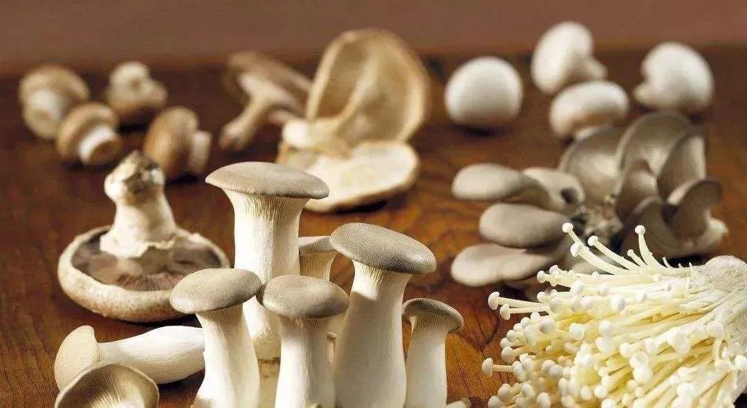 「彤菌堂」營養健康&mdash;&mdash;食用菌