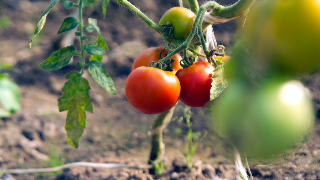 第12期/蔬菜倒茬轮作种植知识？满满都是干货，赶紧收藏
