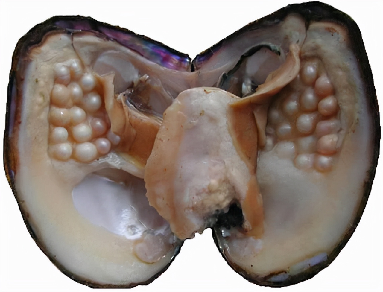 2万个蛤蜊才出一个珍珠：58岁老汉从蛤蜊吃到珍珠，价值究竟多高