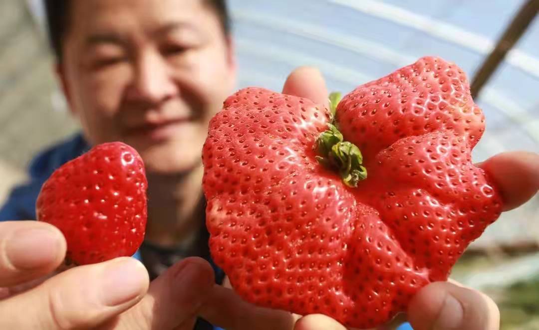 以色列种出289克巨型草莓,破吉尼斯纪录,中国农民:这是畸形果