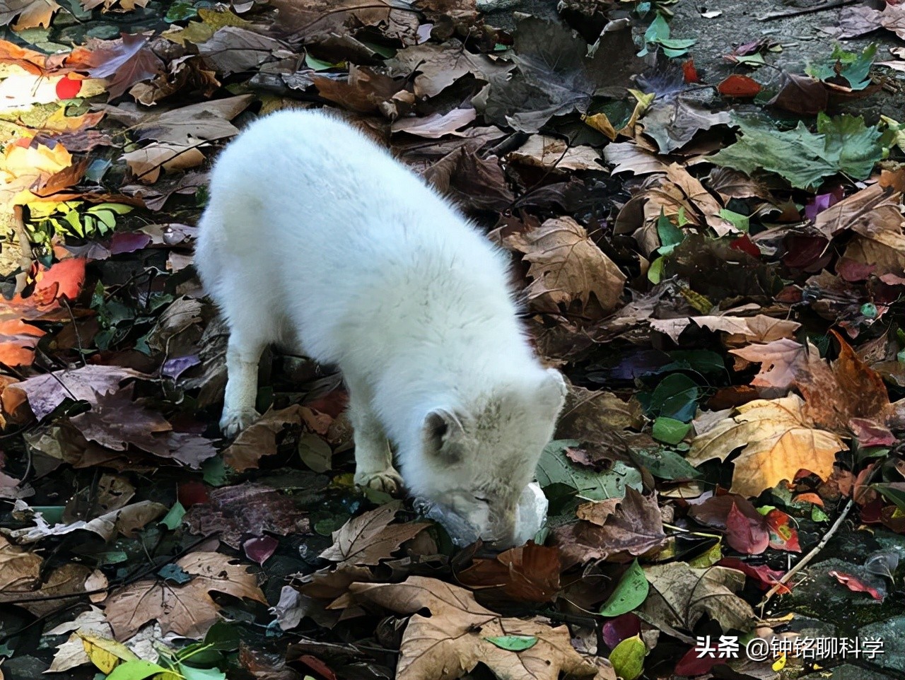 罕见白狐现身上海一小区，专家：这绝不是好事，贸然放生等于杀生