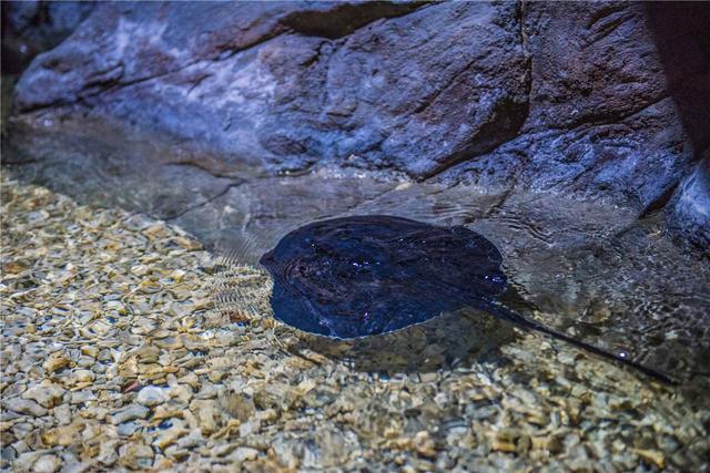 一升鲎血卖到10万,鲎到底是个什么东西?