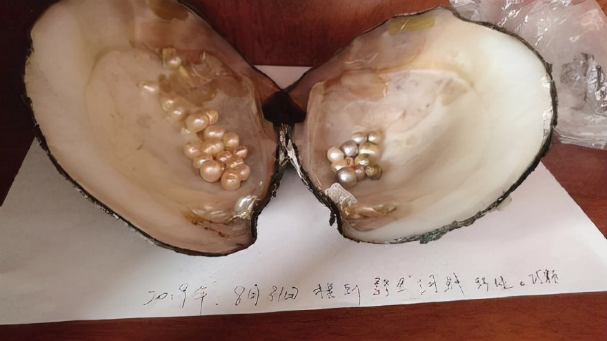 2万个蛤蜊才出一个珍珠：58岁老汉从蛤蜊吃到珍珠，价值究竟多高