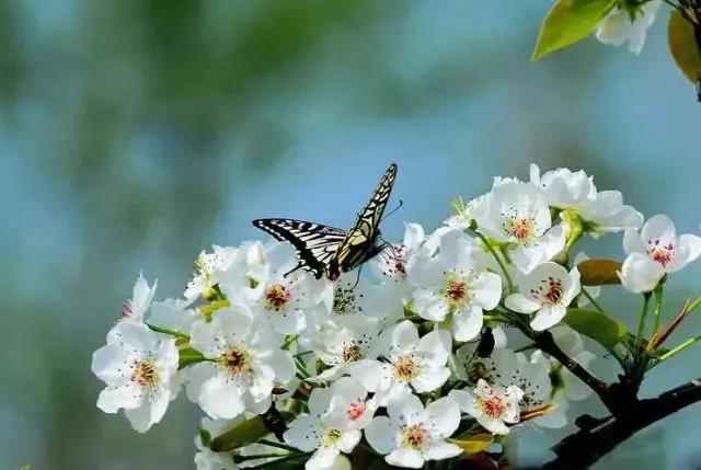 梨花颂：梨花一枝春带雨，入眼尽是绝风华