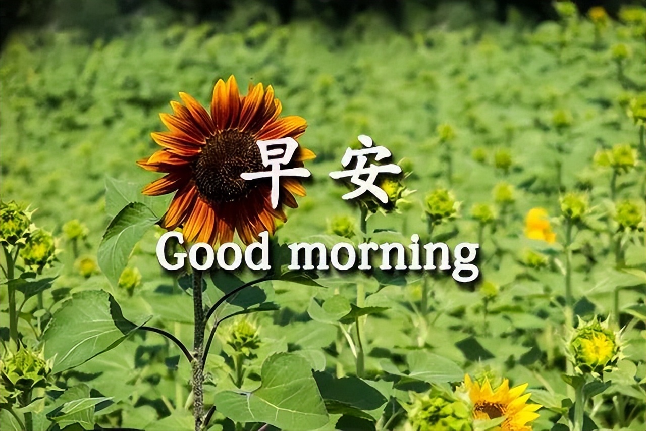 朋友圈秋天早上好问候语句子 多些生活的韵律，谱就美好的心曲图片