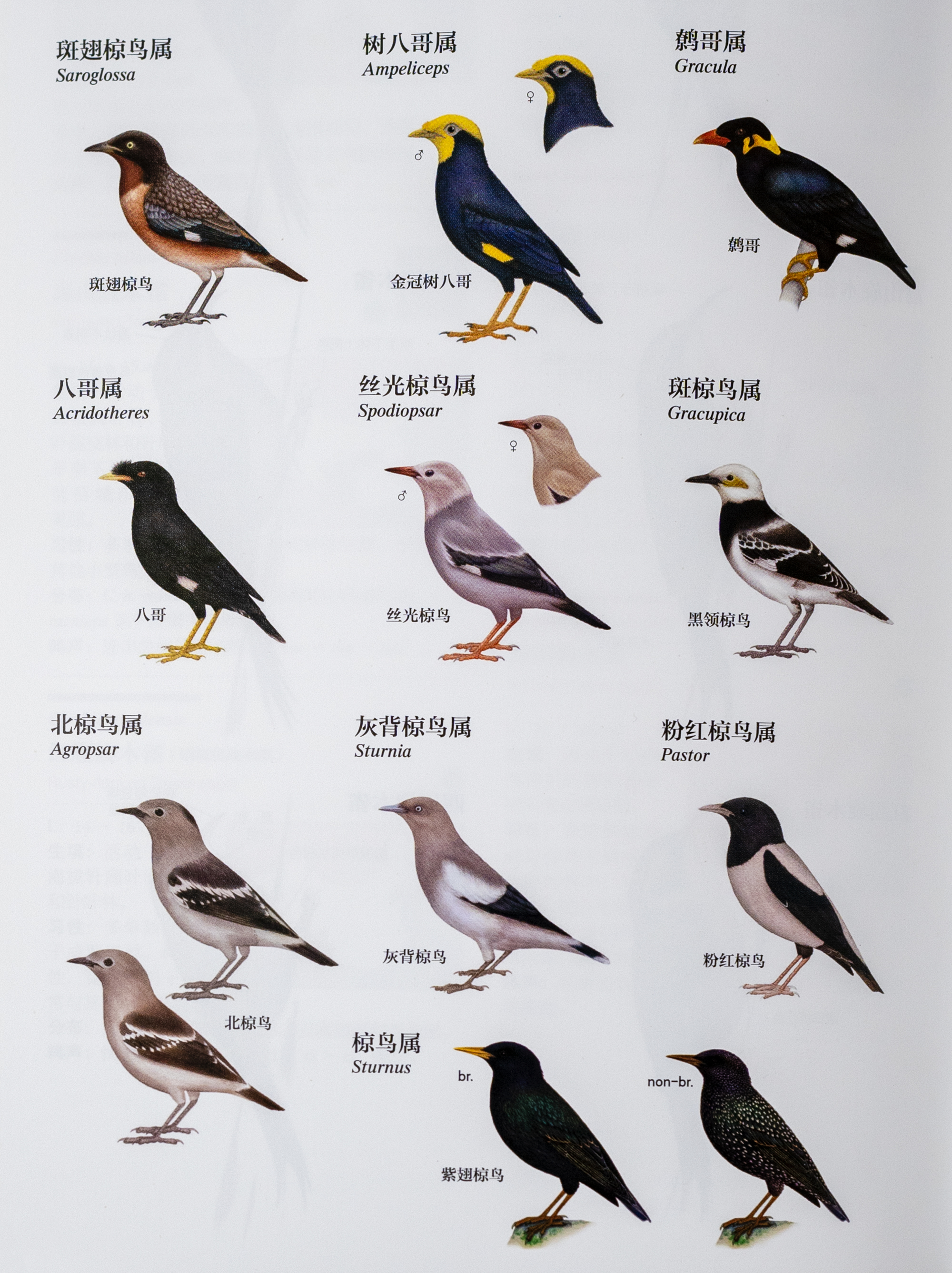 全部种类的椋鸟都被列入《世界自然保护联盟》(iucn)2012年濒危物种
