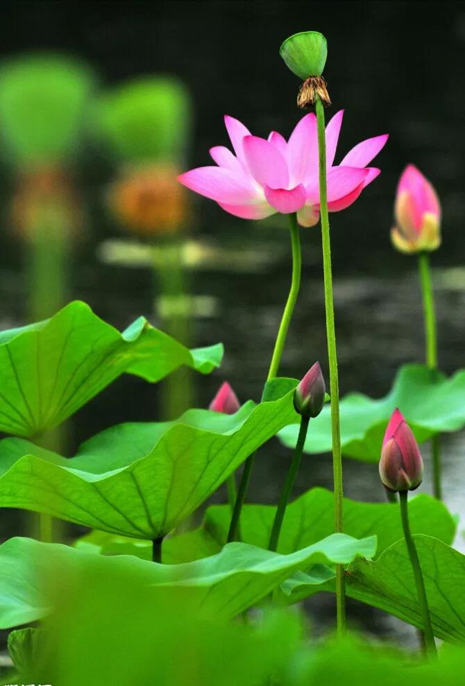 荷花简介,花语,寓意