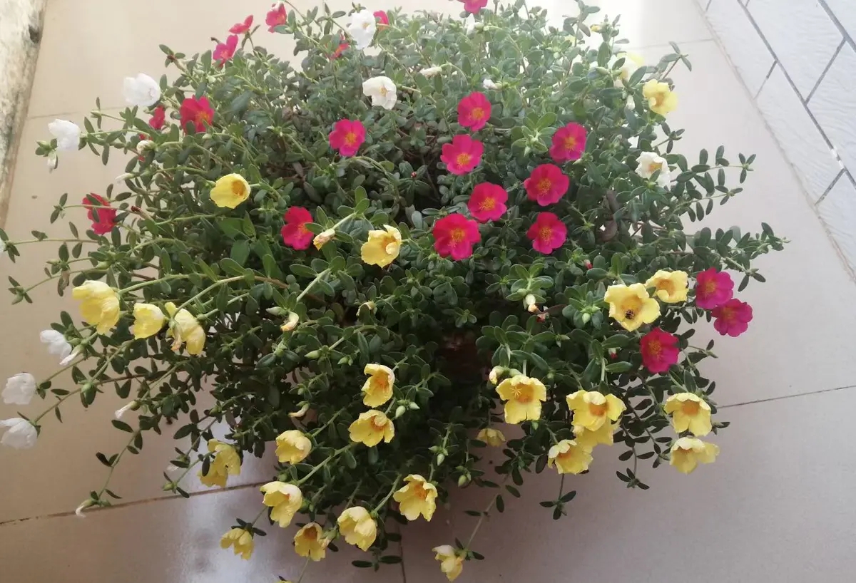 哲思短語：喜愛獨處的人更優秀