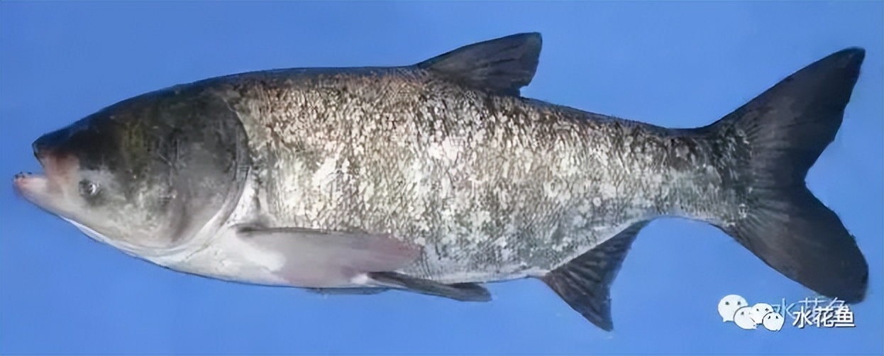 中,却有很多人因嫌弃白鲢价值低而拒绝套养,殊不知白鲢是蓝藻的克星