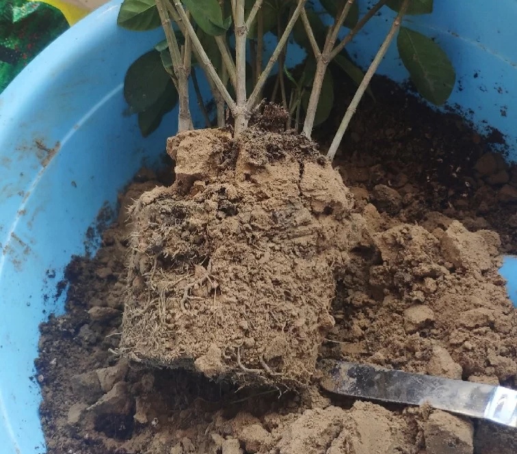 盆土硬得像石頭？澆碗自制的肥水，讓土壤松軟得像面包，種啥啥活